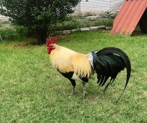 Consejos para Cría de Gallos