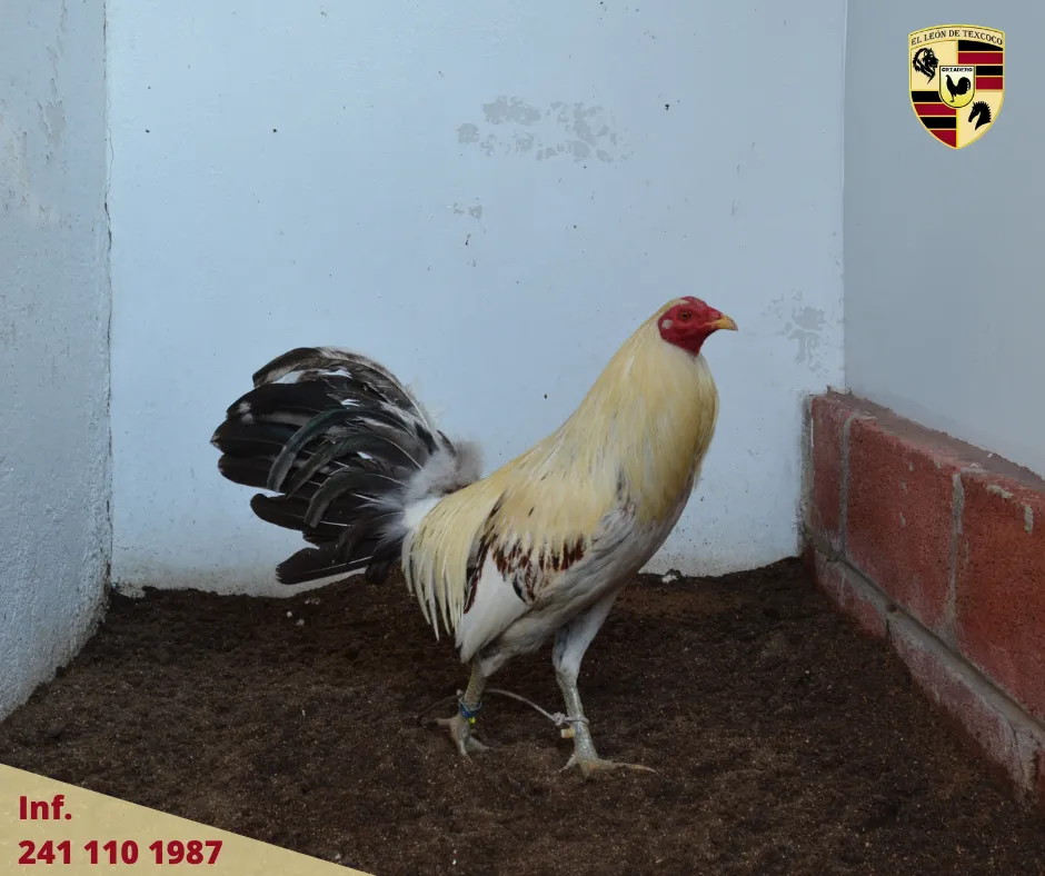 Fotos de Gallos en Texcoco