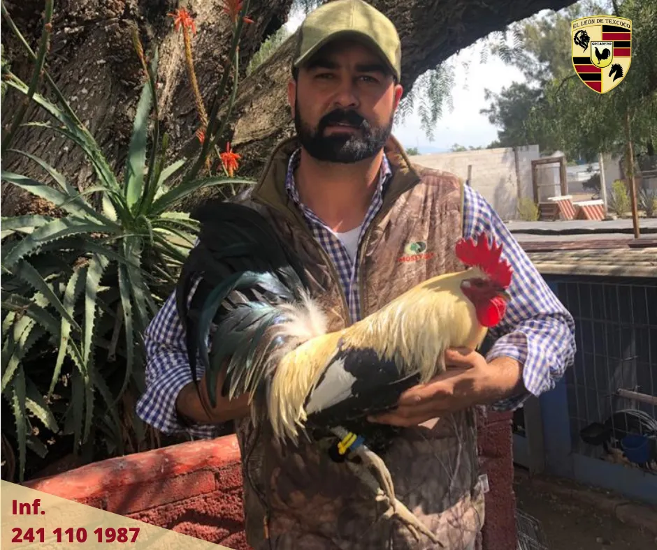 Fotos de Gallos en Texcoco