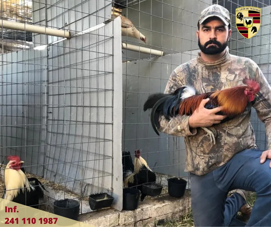 Fotos de Gallos en Texcoco