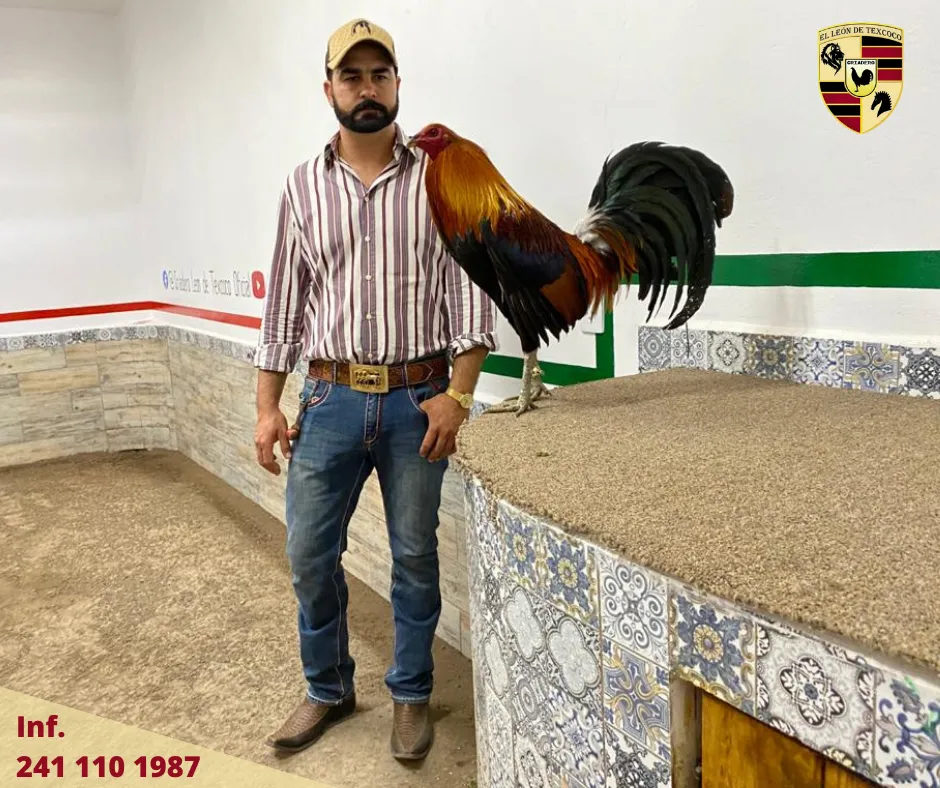 Fotos de Gallos en Texcoco