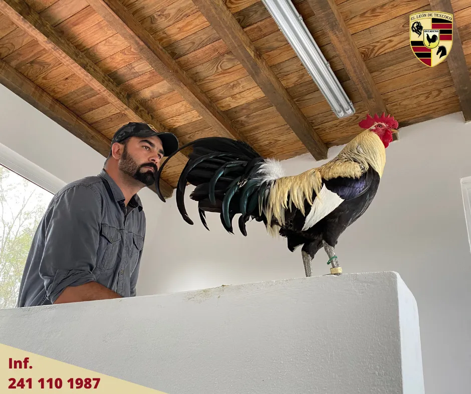 Fotos de Gallos en Texcoco