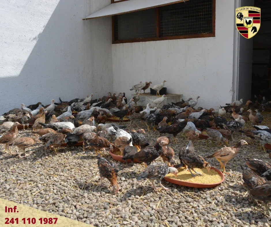 Fotos de Gallos en Texcoco