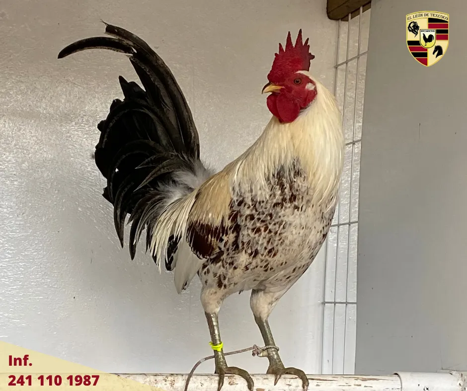 Fotos de Gallos en Texcoco