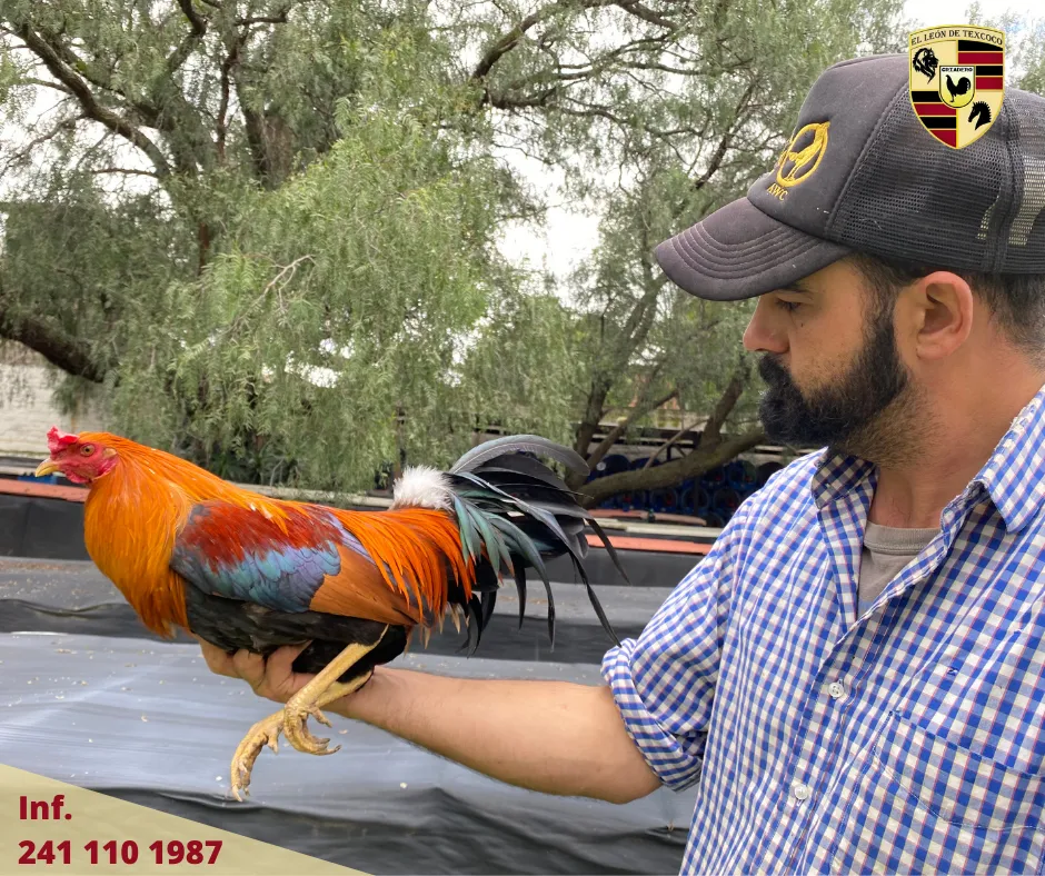 Fotos de Gallos en Texcoco