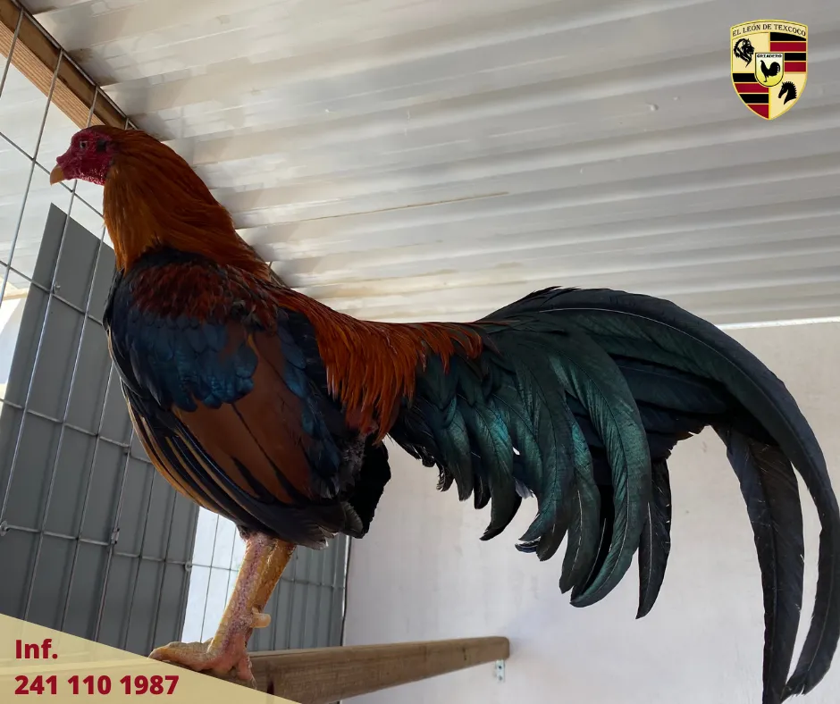 Fotos de Gallos en Texcoco