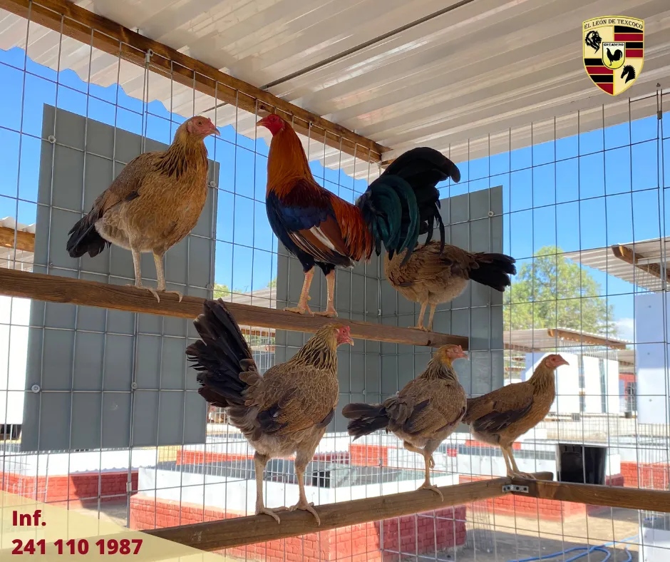 Fotos de Gallos en Texcoco