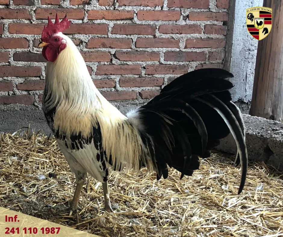 Fotos de Gallos en Texcoco