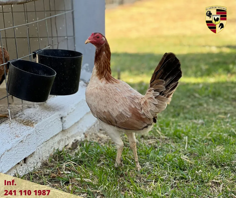 Fotos de Gallos en Texcoco