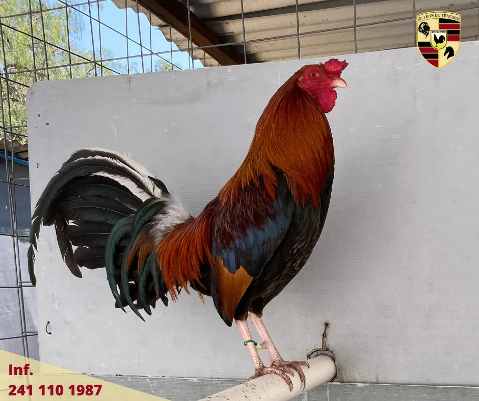 Fotos de Gallos en Texcoco