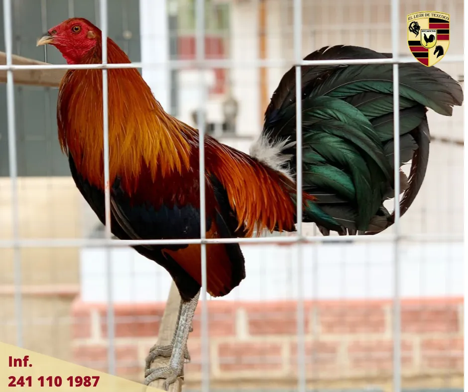 Fotos de Gallos en Texcoco