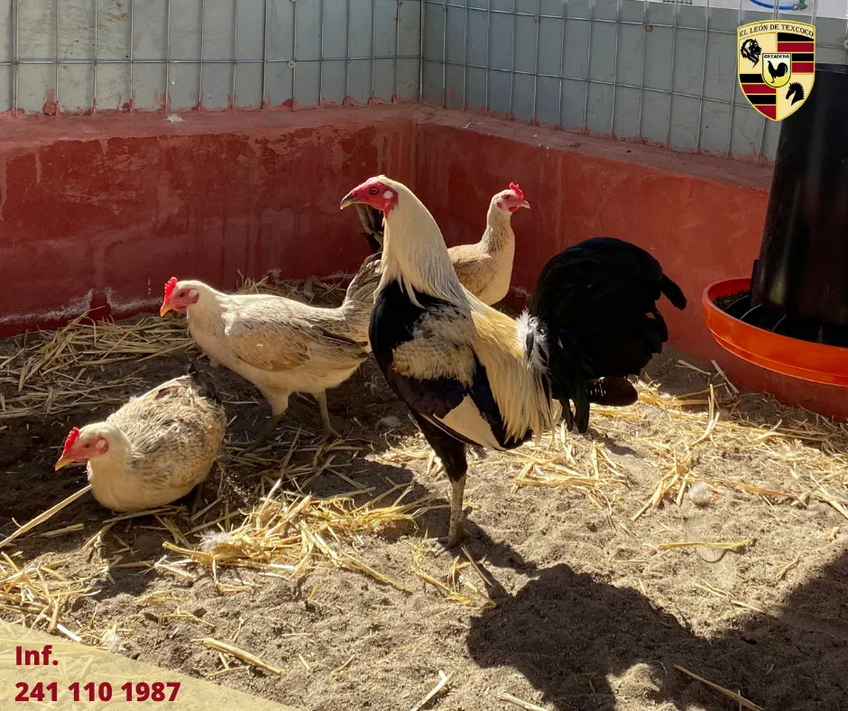 Fotos de Gallos en Texcoco