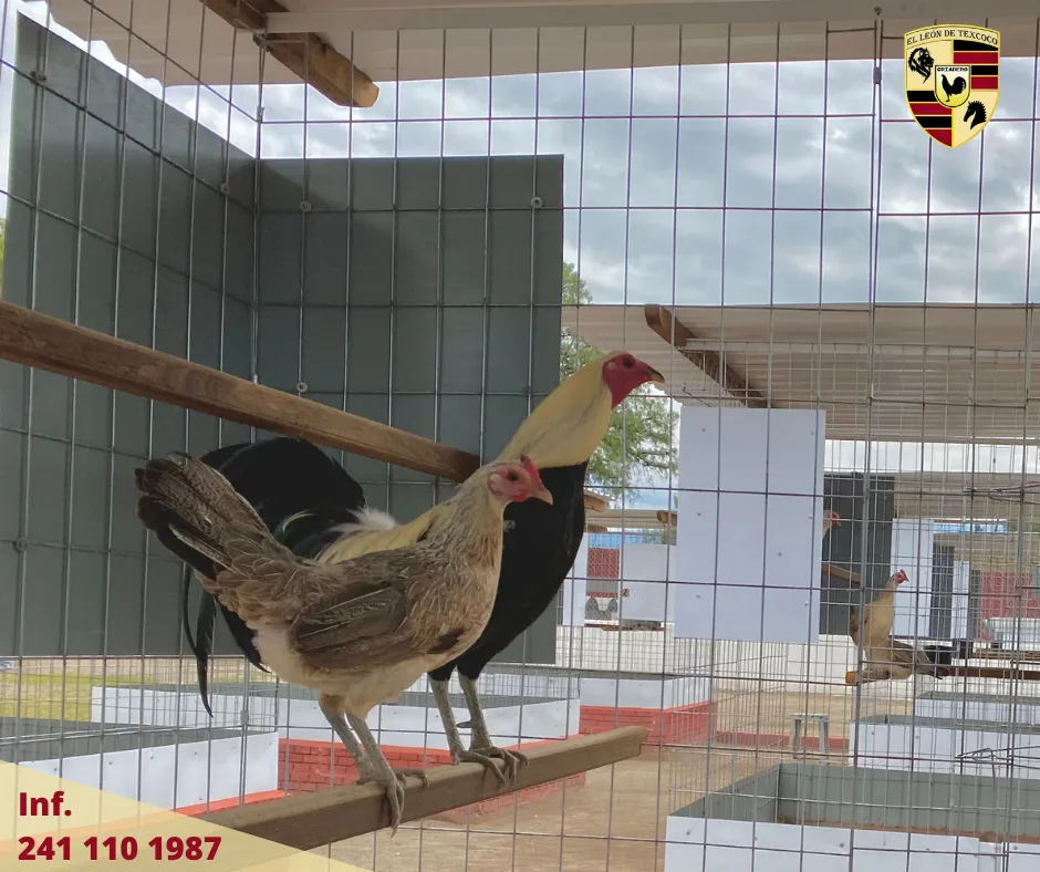 Fotos de Gallos en Texcoco