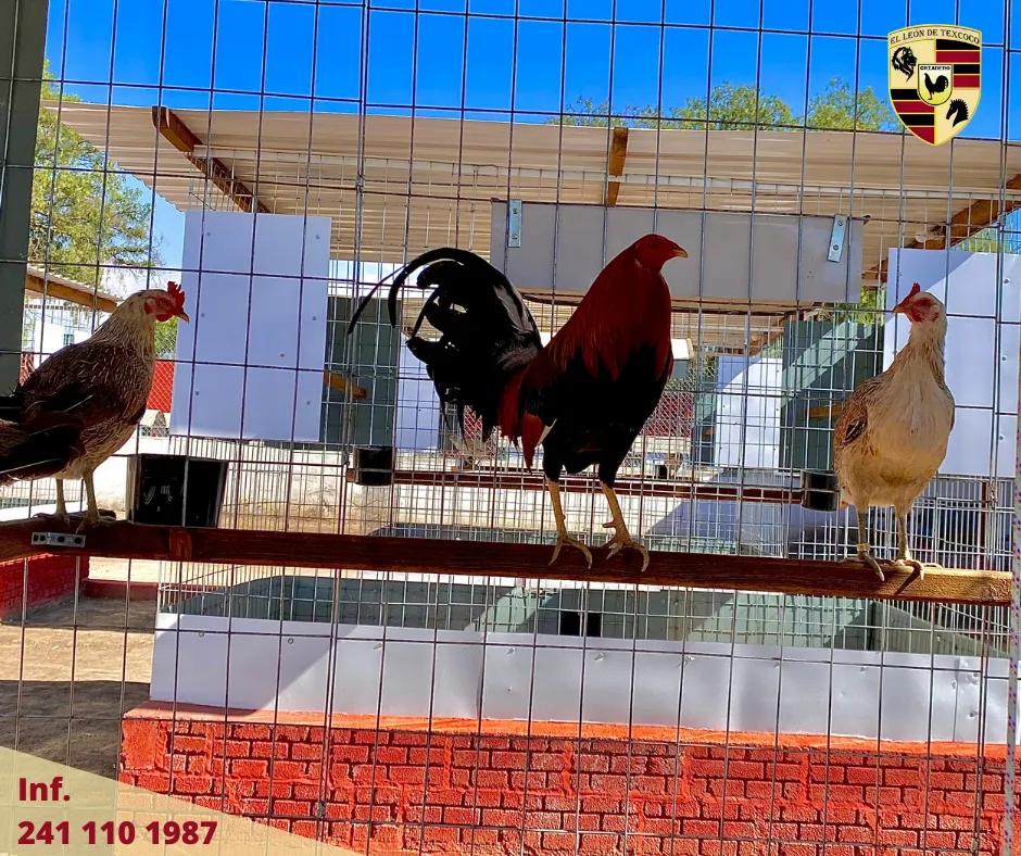 Fotos de Gallos en Texcoco