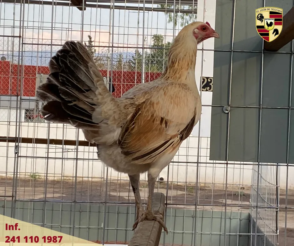 Fotos de Gallos en Texcoco