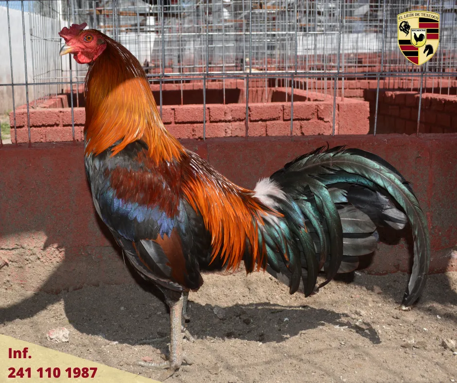 Fotos de Gallos en Texcoco