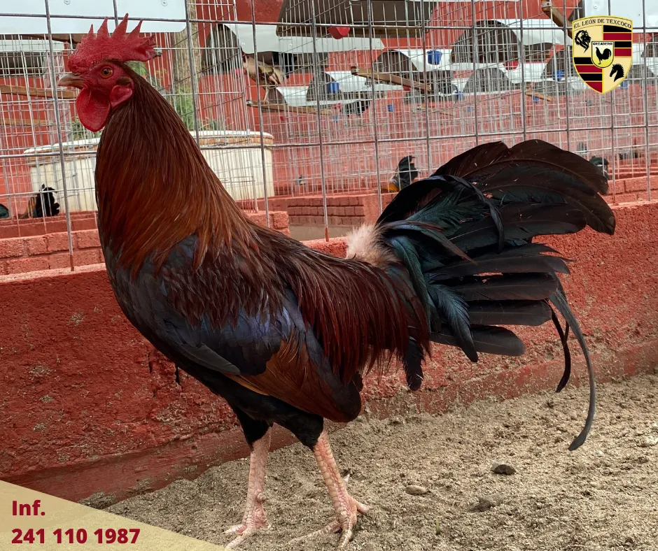 Fotos de Gallos en Texcoco