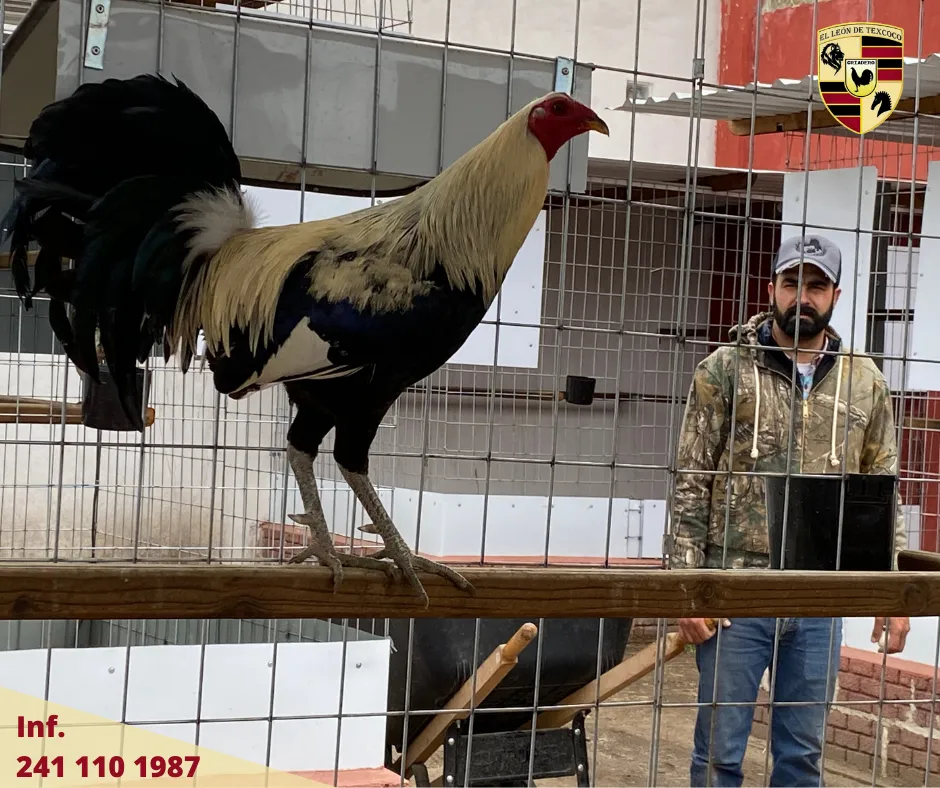 Fotos de Gallos en Texcoco