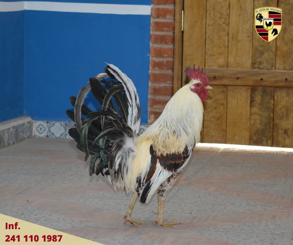 Fotos de Gallos en Texcoco