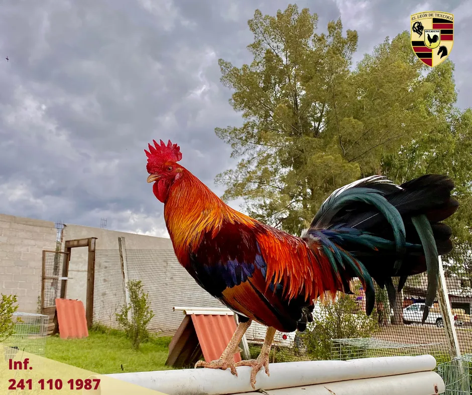 Fotos de Gallos en Texcoco