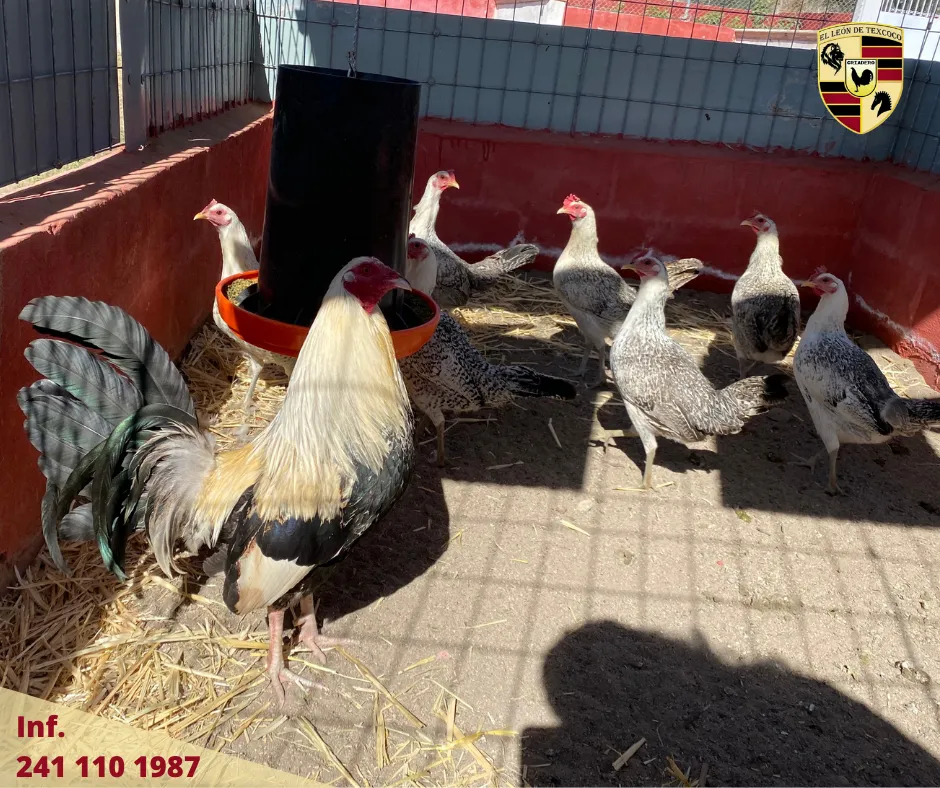 Fotos de Gallos en Texcoco