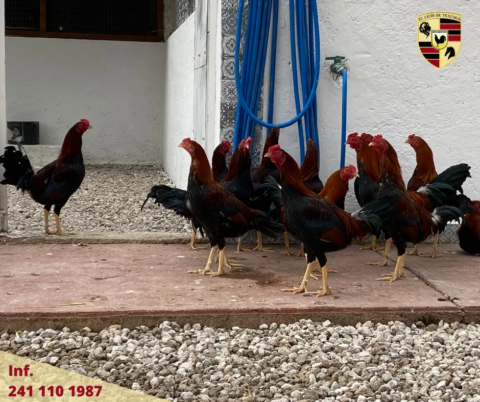 Fotos de Gallos en Texcoco