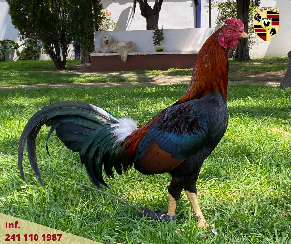 Fotos de Gallos en Texcoco