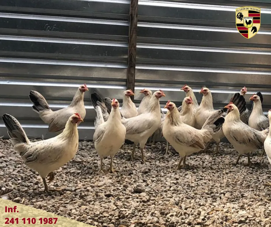 Fotos de Gallos en Texcoco