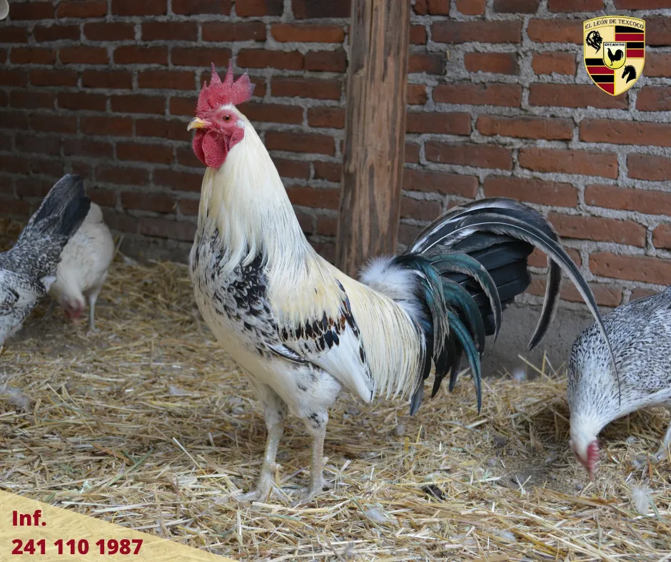 Fotos de Gallos en Texcoco