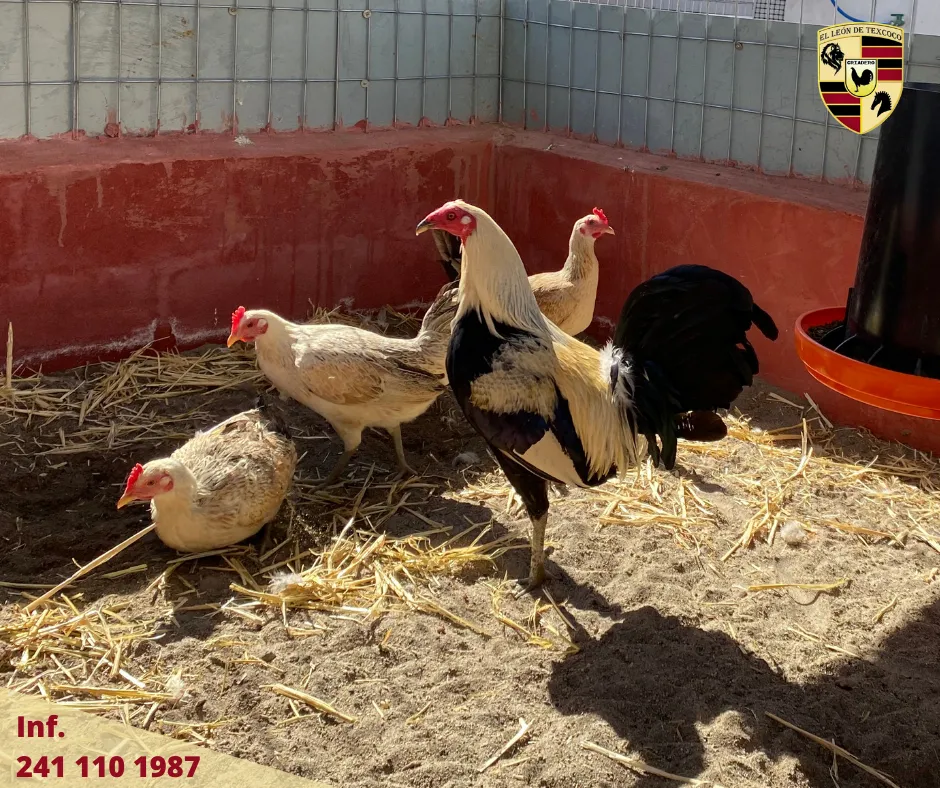 Fotos de Gallos en Texcoco