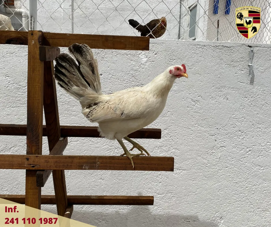 Fotos de Gallos en Texcoco