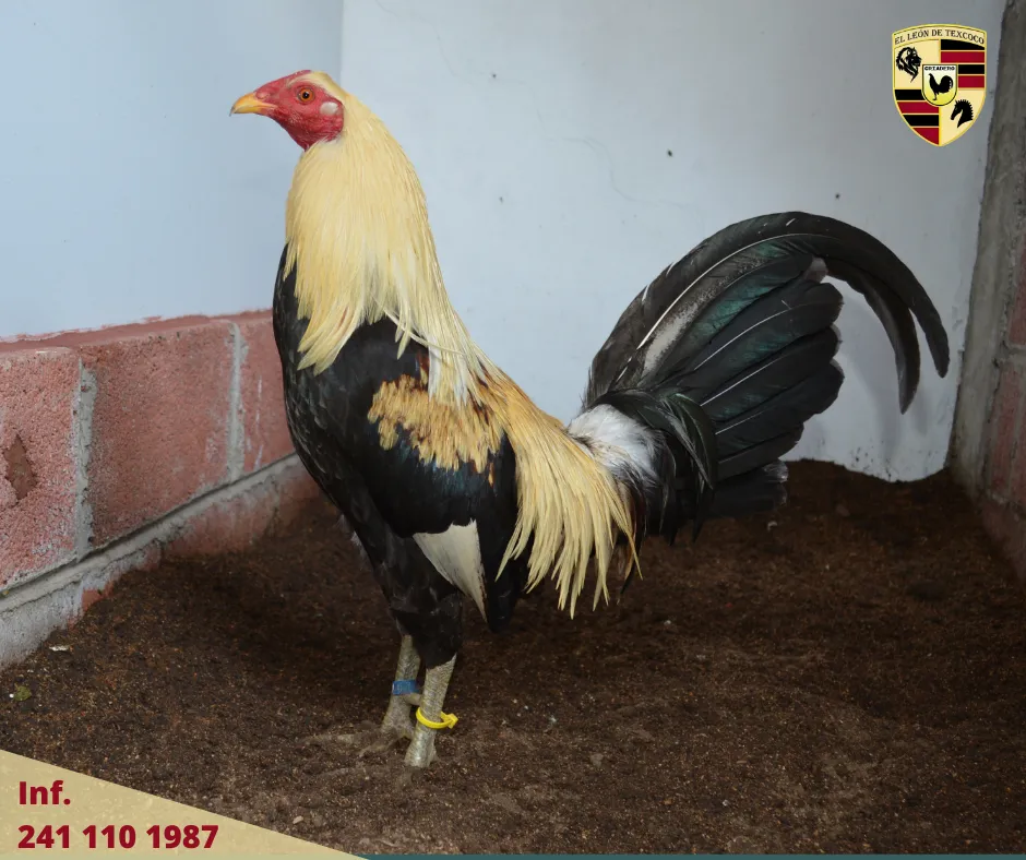 Fotos de Gallos en Texcoco