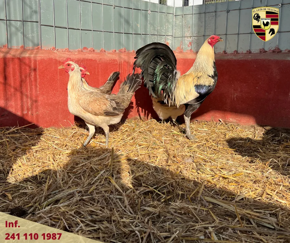 Fotos de Gallos en Texcoco