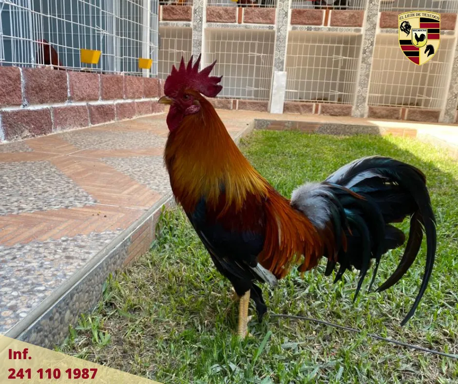 Fotos de Gallos en Texcoco