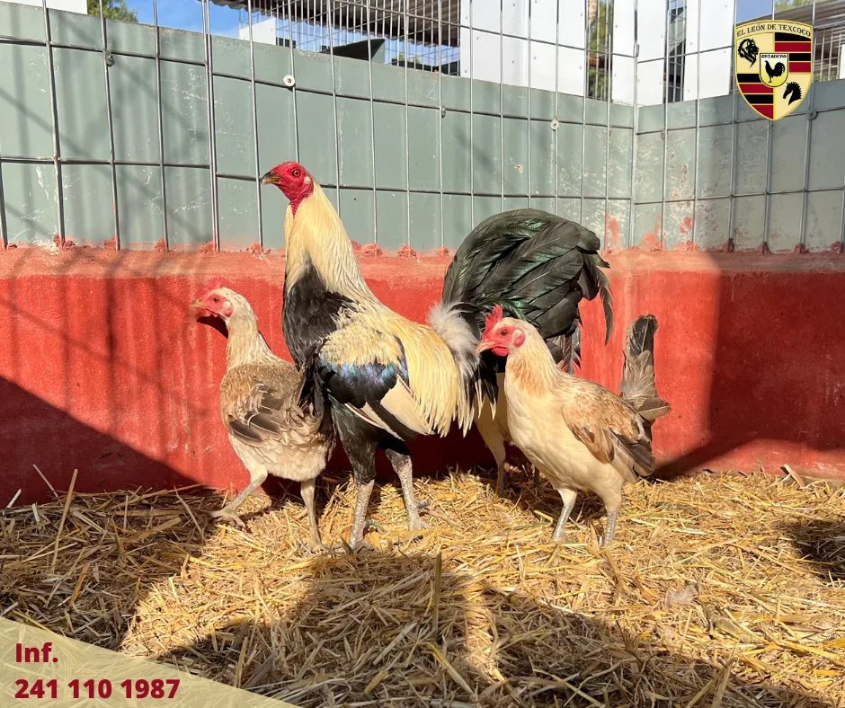 Fotos de Gallos en Texcoco