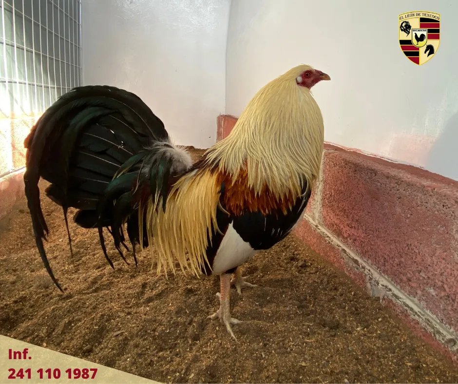 Fotos de Gallos en Texcoco