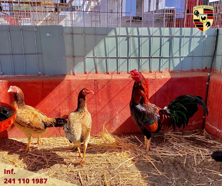 Fotos de Gallos en Texcoco