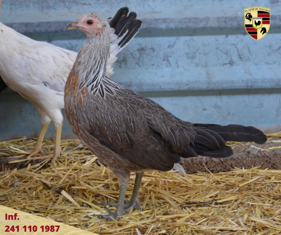 Fotos de Gallos en Texcoco