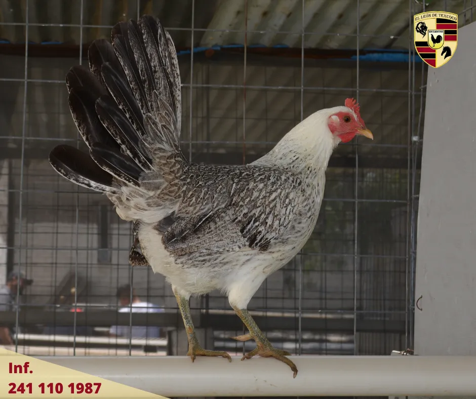 Fotos de Gallos en Texcoco