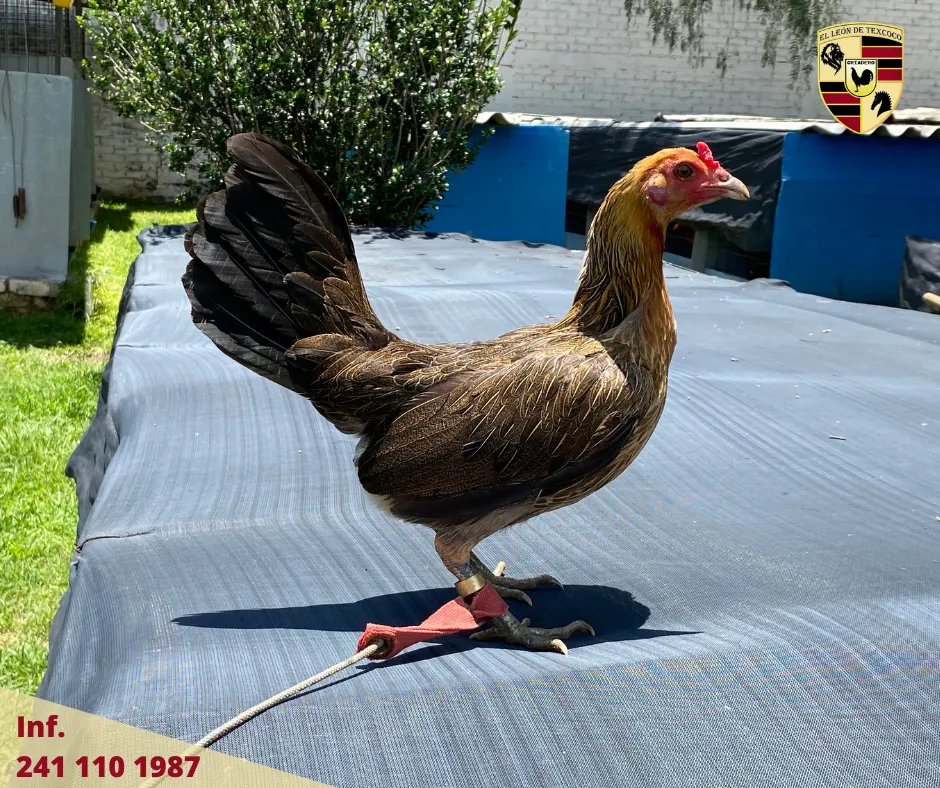 Fotos de Gallos en Texcoco