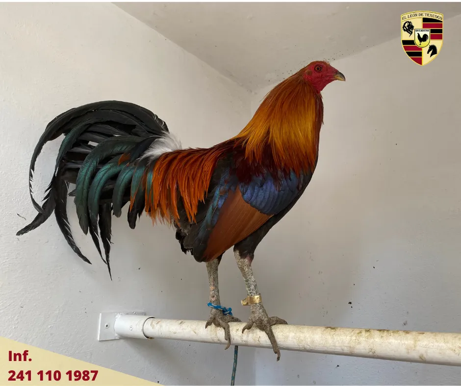 Fotos de Gallos en Texcoco