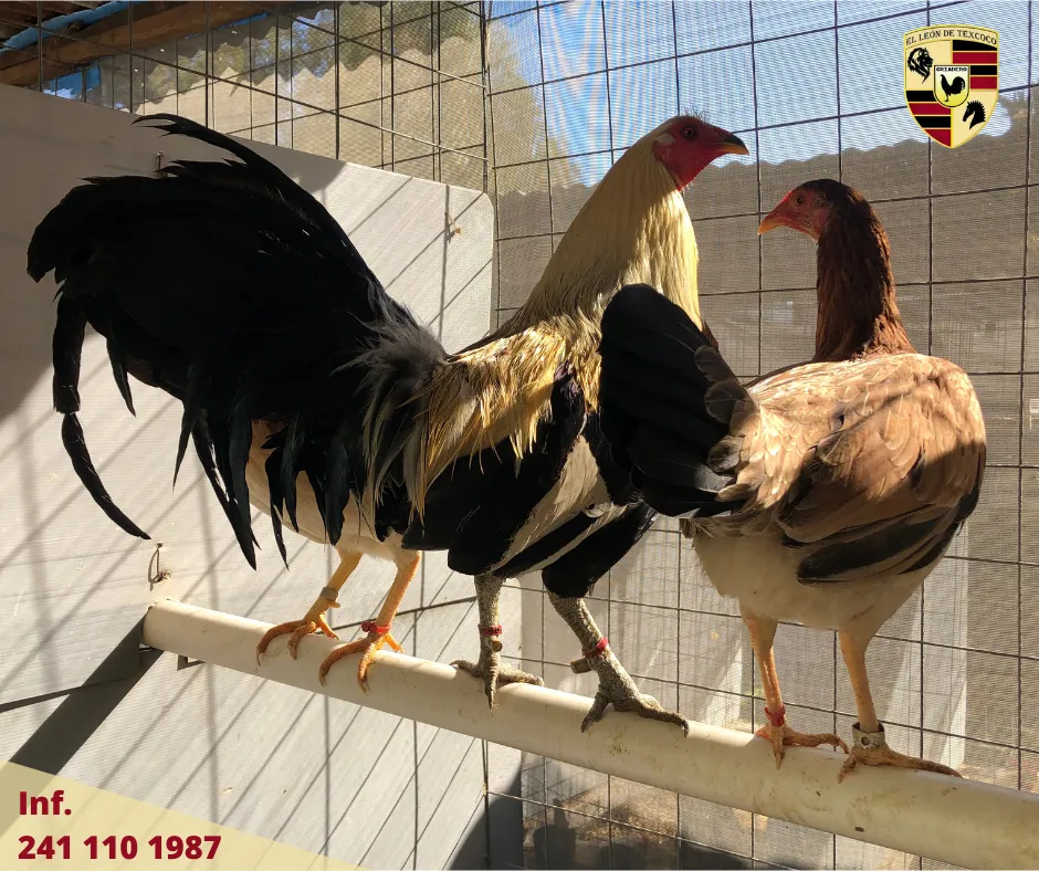 Fotos de Gallos en Texcoco