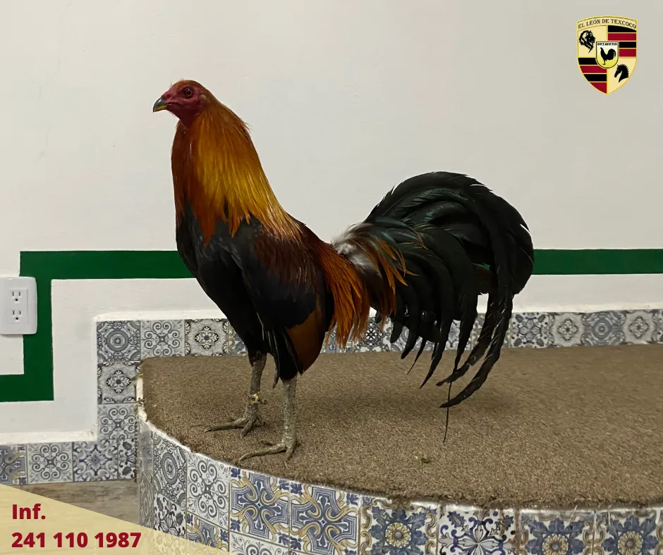 Fotos de Gallos en Texcoco