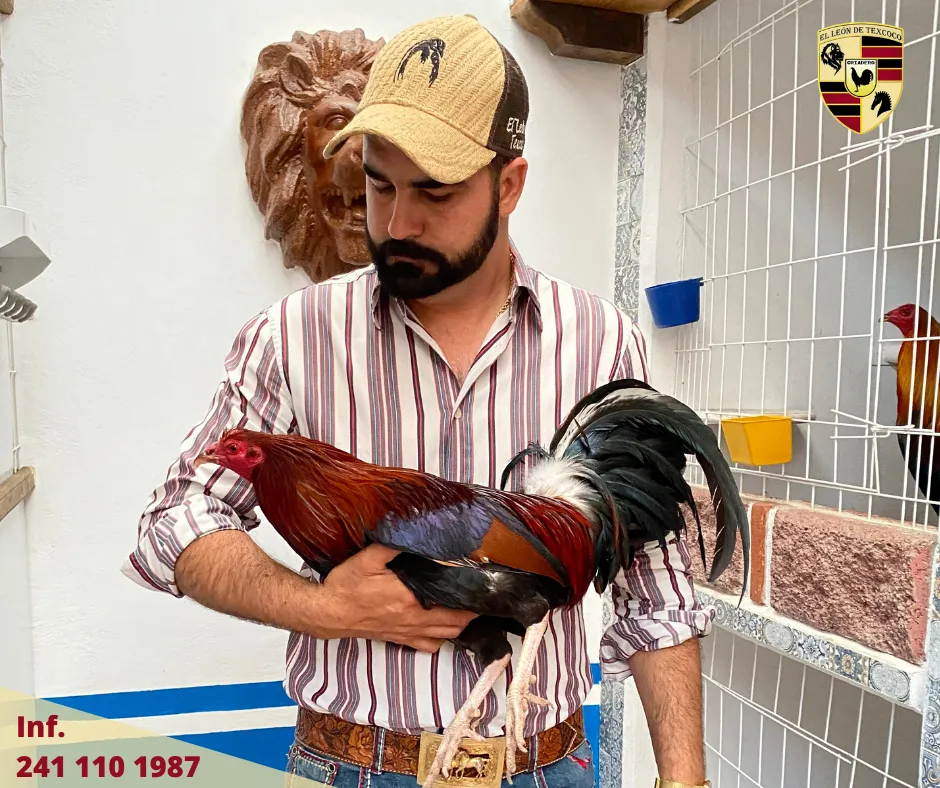 Fotos de Gallos en Texcoco