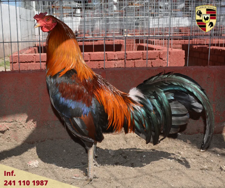 Fotos de Gallos en Texcoco