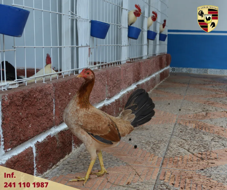 Fotos de Gallos en Texcoco