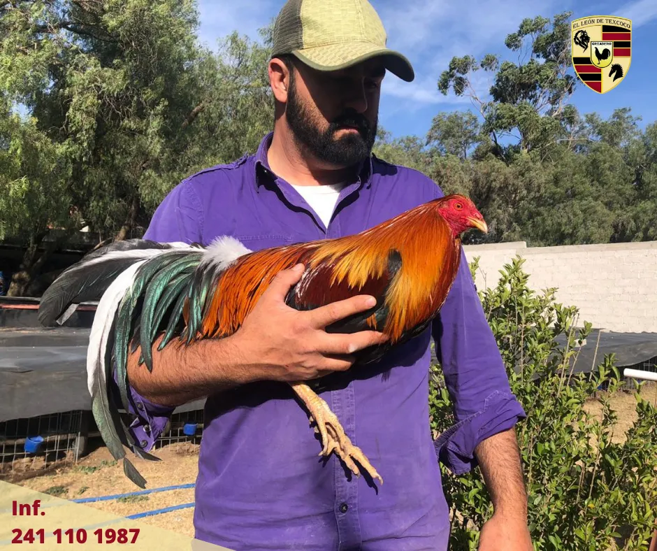 Fotos de Gallos en Texcoco