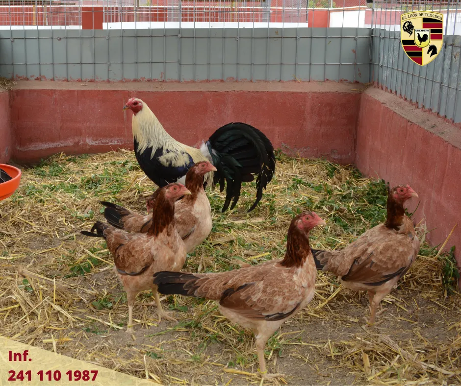 Fotos de Gallos en Texcoco