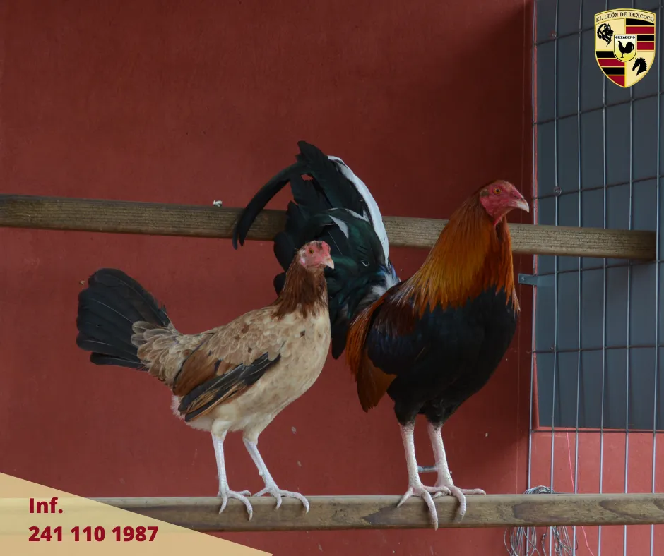 Fotos de Gallos en Texcoco