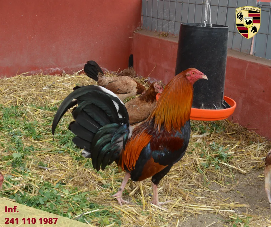 Fotos de Gallos en Texcoco